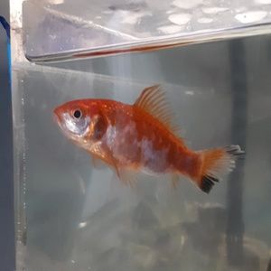 Meet your Posher, Breanna